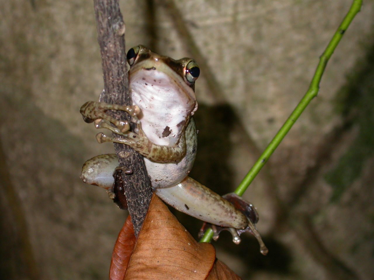 Chalcorana chalconota